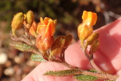 Hermannia decipiens