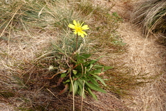 Microseris lanceolata