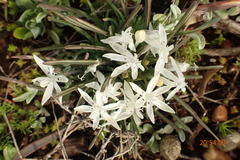 Lapeirousia plicata