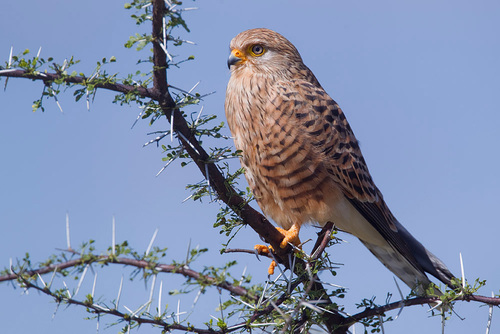 Greater Kestrel