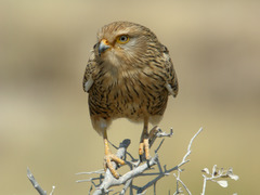 Greater Kestrel photo 4