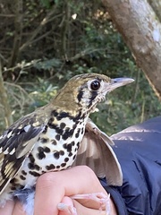 Geokichla guttata