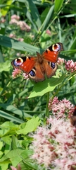 Aglais io