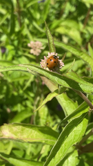 Coccinella septempunctata