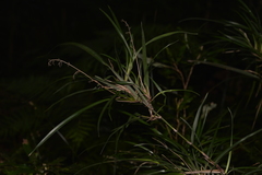 Dianella caerulea assera