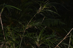 Dianella caerulea assera