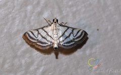 Ravanoa xiphialis