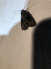 Lateroligia ophiogramma