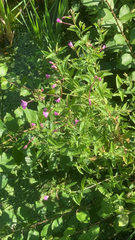 Epilobium hirsutum