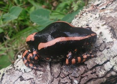 Phrynomantis bifasciatus
