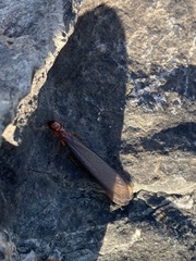 Zootermopsis nevadensis