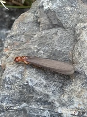 Zootermopsis nevadensis