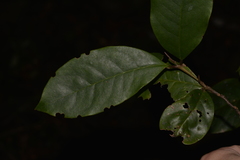 Quintinia sieberi