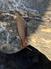 Zootermopsis nevadensis