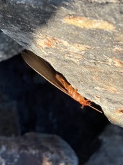 Zootermopsis nevadensis