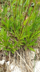 Heliosperma