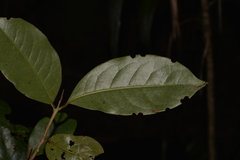 Quintinia sieberi