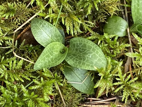 lesser rattlesnake plantain