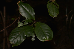 Quintinia sieberi