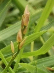 Oryza sativa