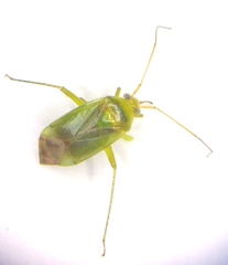 Neolygus contaminatus
