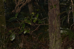 Quintinia sieberi