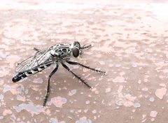 Cyrtopogon evidens