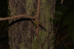 Quintinia sieberi