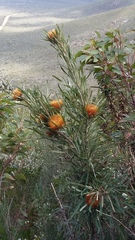 Banksia formosa