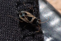 Xanthochilus saturnius