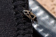 Xanthochilus saturnius