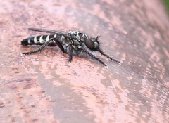 Cyrtopogon evidens