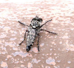 Cyrtopogon evidens