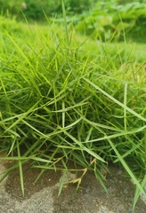 Zoysia