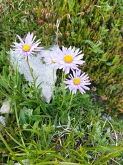 Aster alpinus