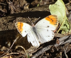 Colotis antevippe gavisa