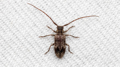 Exocentrus adspersus