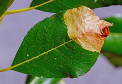 Heterarthrus microcephalus