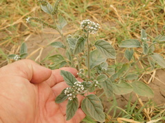 Heliotropium suaveolens
