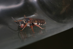 Epeolus variegatus