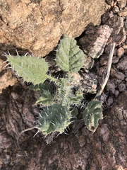 Codon
