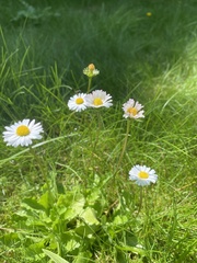 Bellis perennis