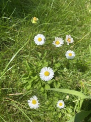 Bellis perennis