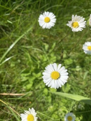Bellis perennis