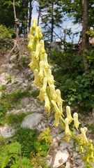 Aconitum lycoctonum