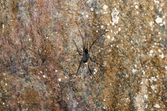 Ischyropsalis