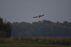 Sterna hirundo longipennis