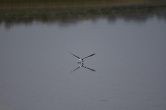 Sterna hirundo longipennis