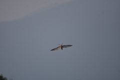 Sterna hirundo longipennis