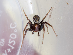 Xysticus dzhungaricus